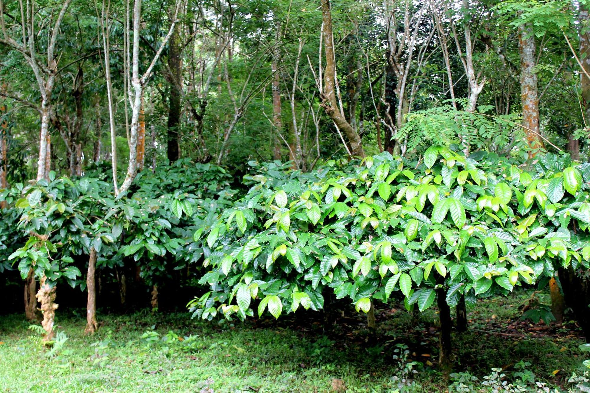 Woodside Homestay Wayanad Batheri Εξωτερικό φωτογραφία