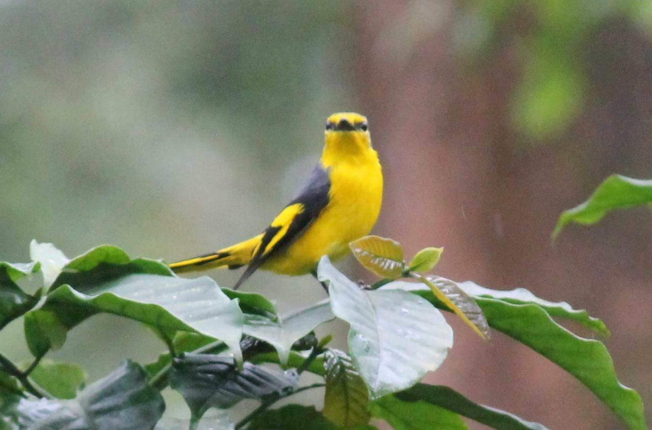 Woodside Homestay Wayanad Batheri Εξωτερικό φωτογραφία