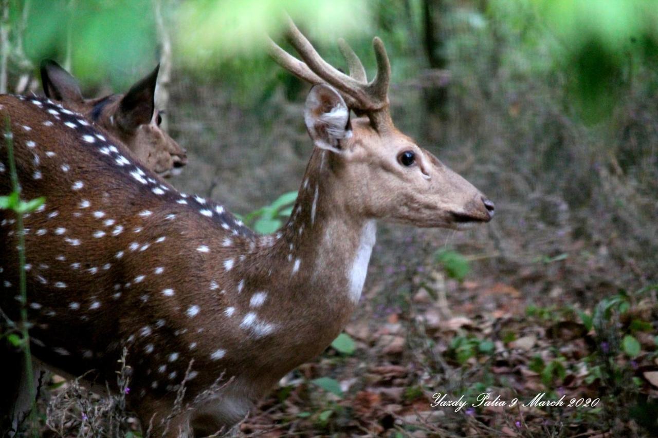 Woodside Homestay Wayanad Batheri Εξωτερικό φωτογραφία